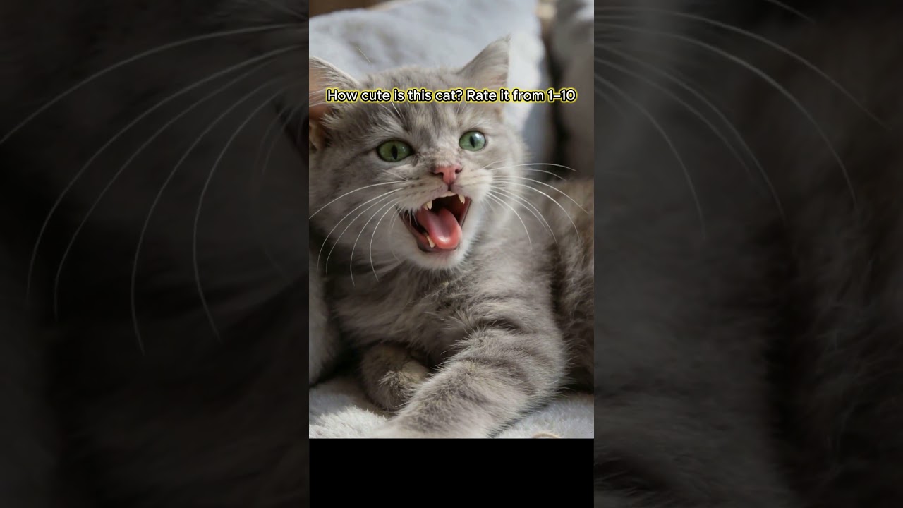 How cute is this cat Rate it from 1–10 3 