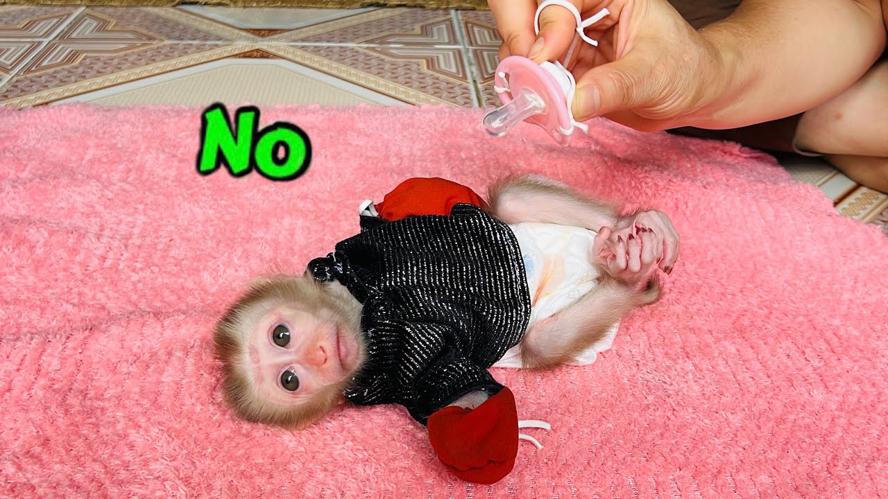 Mom helps Tina the monkey stop her bad habit of sucking her thumb