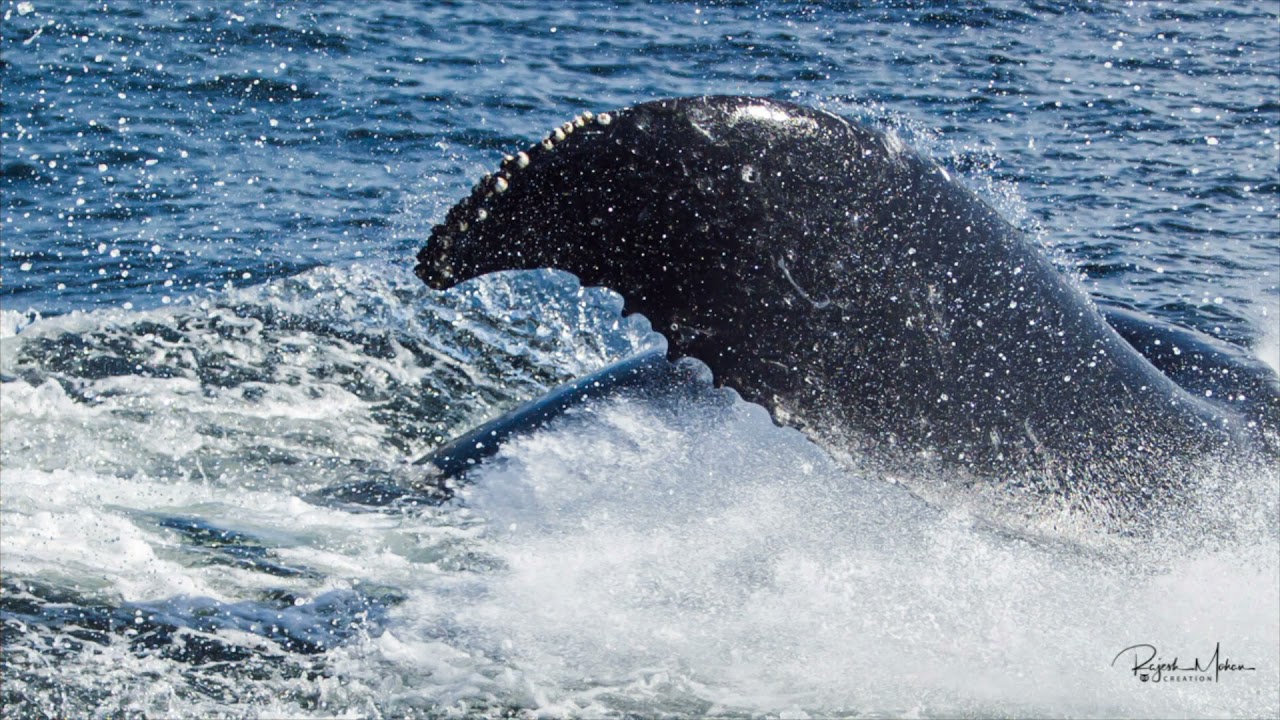 Whale tail slap in ultra slow motion - 1000 fps