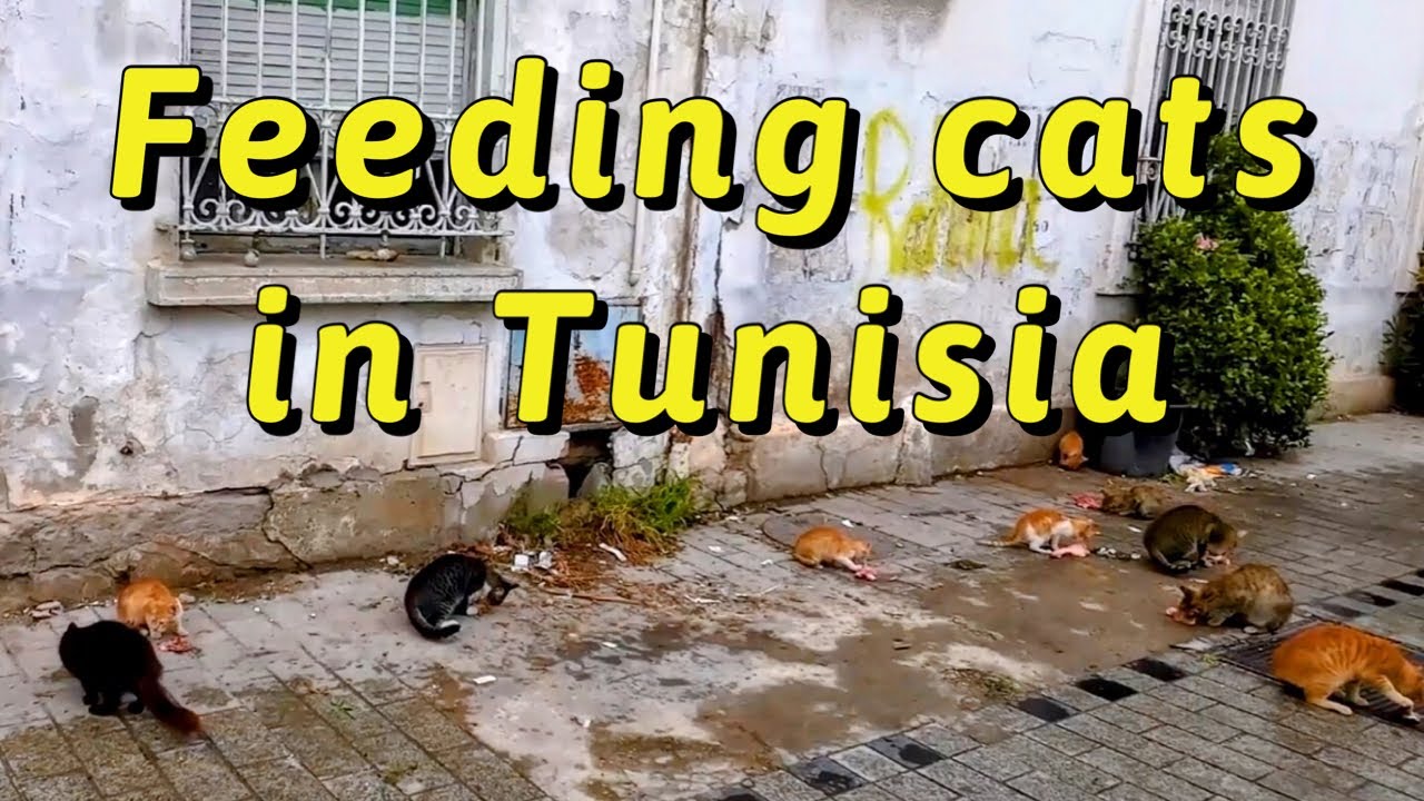 Feeding Tunisian street cats made our holiday | Tunis • Hammamet • Nabeul #tunisia  #cats #streetcat
