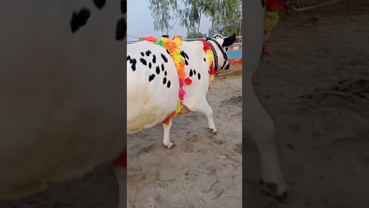 Malumor Mandi Jhang | Best Quality HF Pure & Cross, Jersey Cows + Cholistani Cows & Heifers