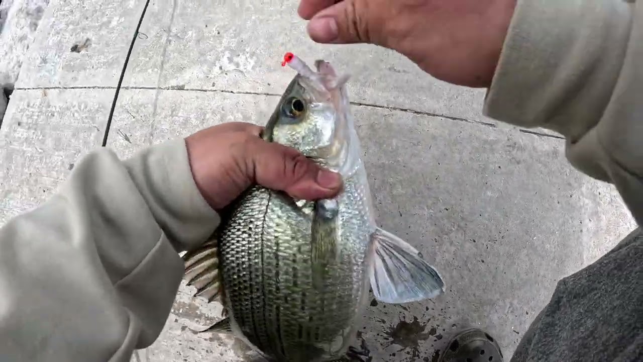 Red rock iowa. Fishing for hybrid wiper in a dam