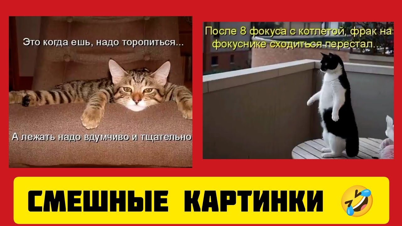 Это когда ешь, надо торопиться...А лежать надо вдумчиво и тщательно,😸смешные картинки и музыка 🤣
