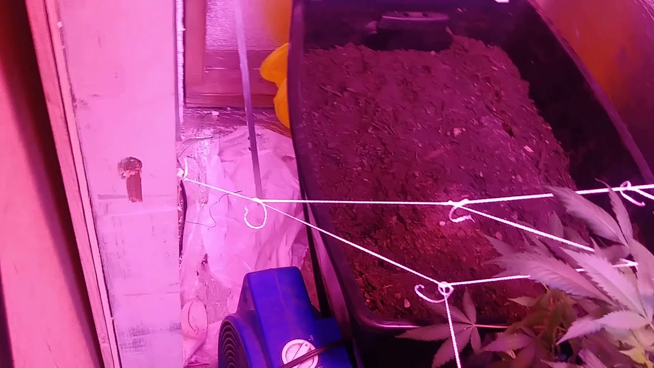 Chocolate Chunk day 8 Flower. 8 day old clones!!