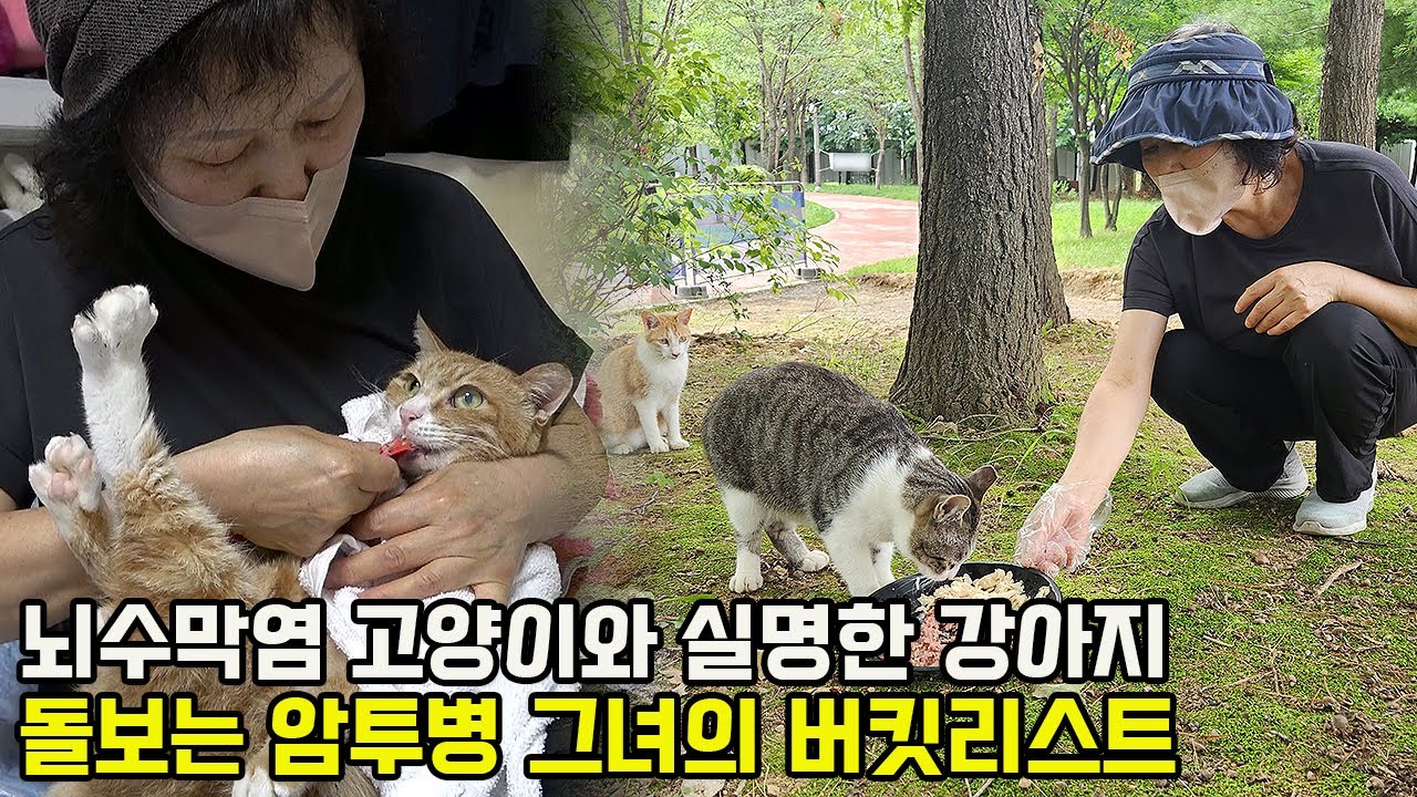 암4기 진통제 먹어가며 120마리 길고양이 돌보는 그녀의 소망 