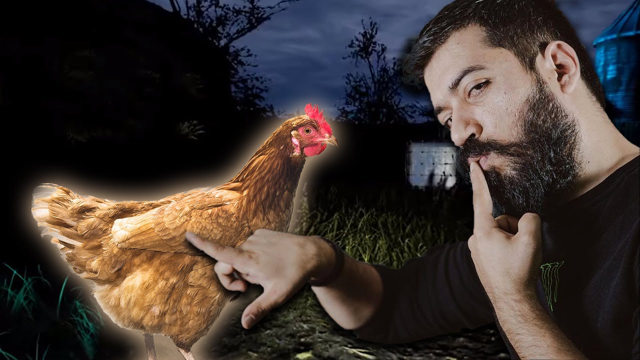 DEVASA TAVUK TOKATLAMA SİMULATÖR w/ Quanaril, H1vezZz