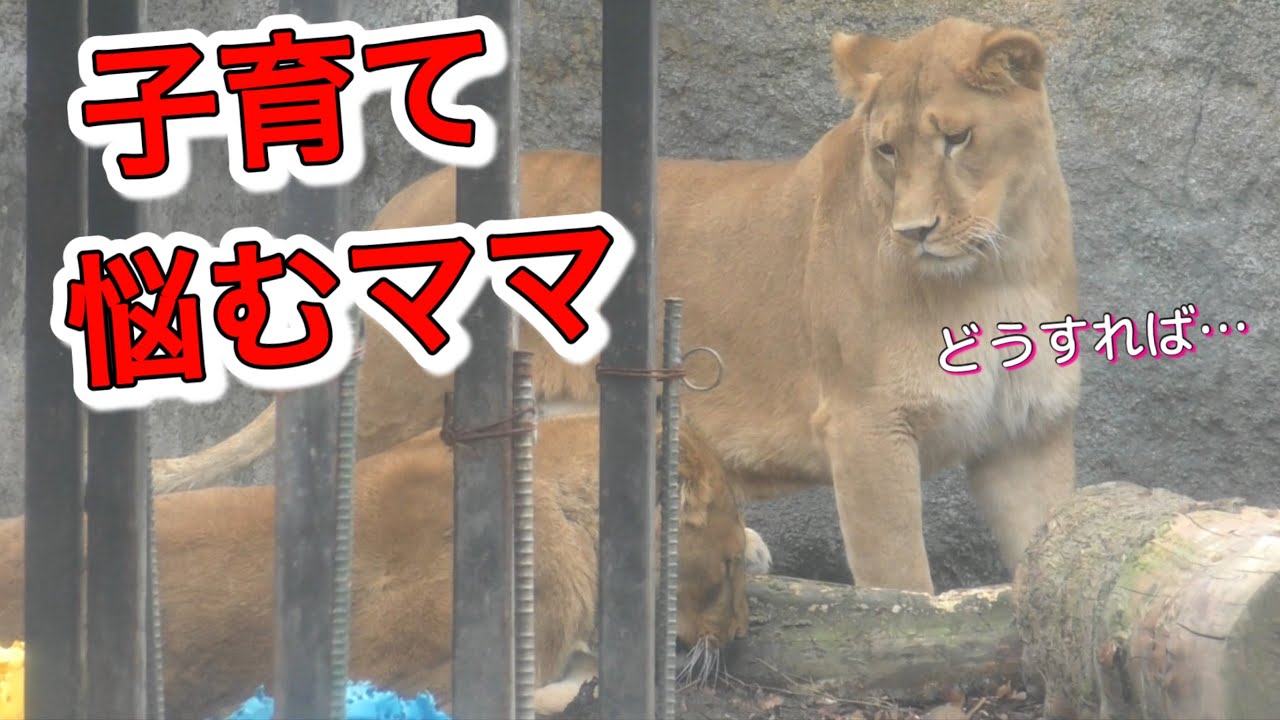《旭山ライオン＆トラ》難しい子育に悩む母。その時夫は？オリトイオ＆ザリアファミリー/vol697Mama struggles w/ difficult task of raising children