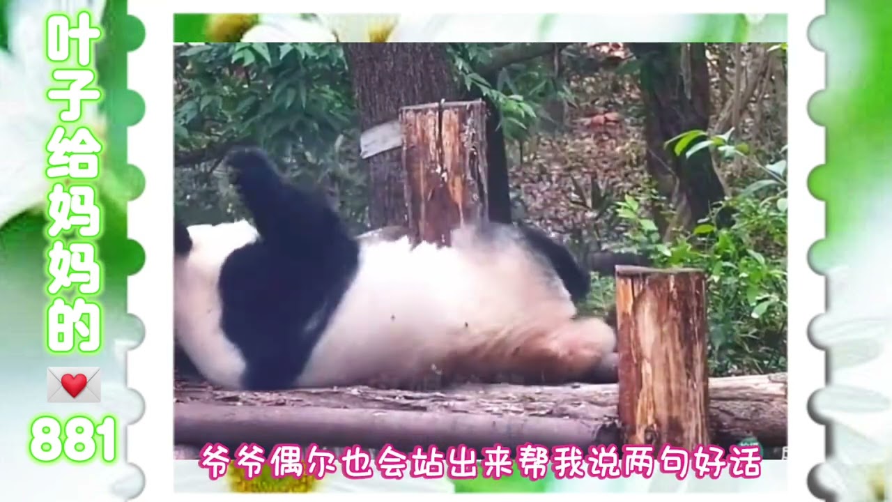 《花花给妈妈的信881》 叶甜甜开始为了压岁钱努力啦🤨#来这吸熊猫 #大熊猫和花 #大熊猫和花和叶 #熊猫花花 #大熊猫