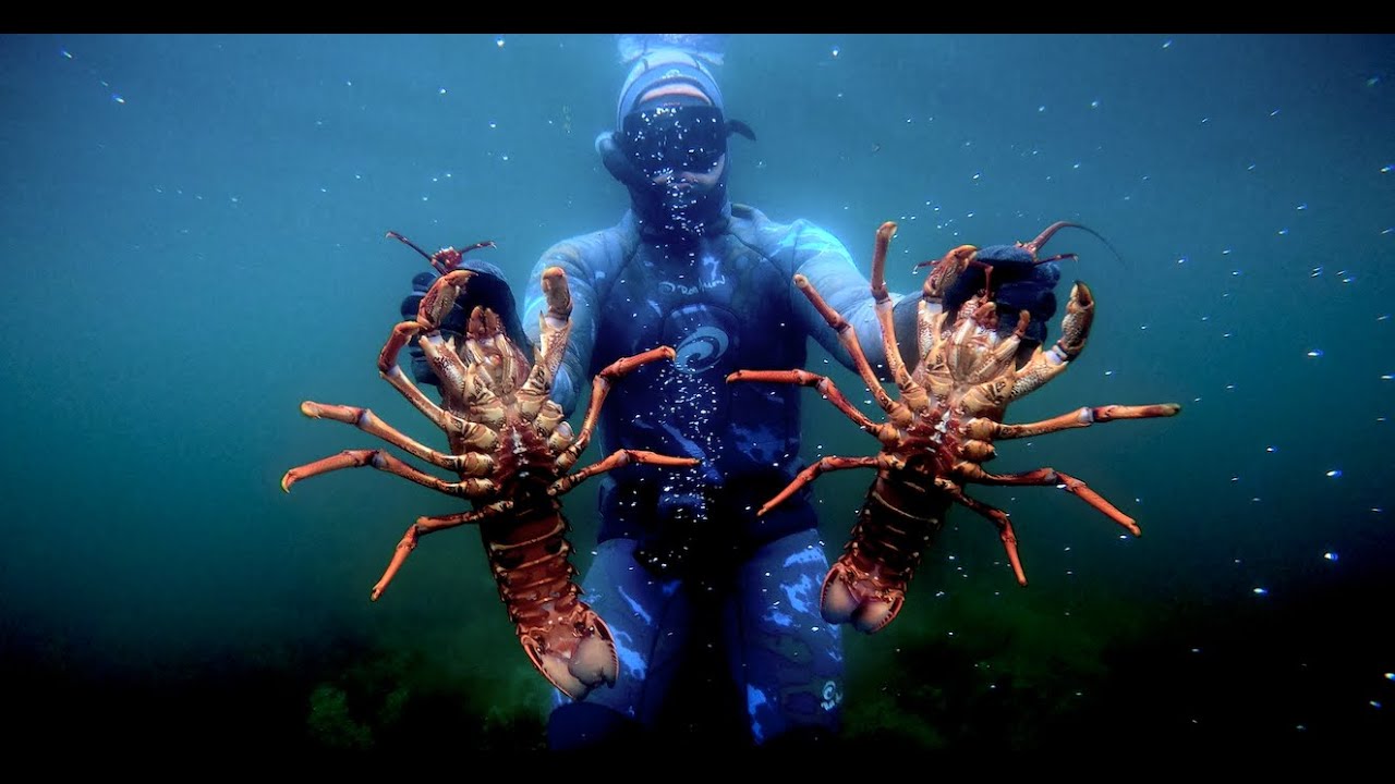The Techniques I Use for Grabbing Crayfish (Southern Rock Lobster)