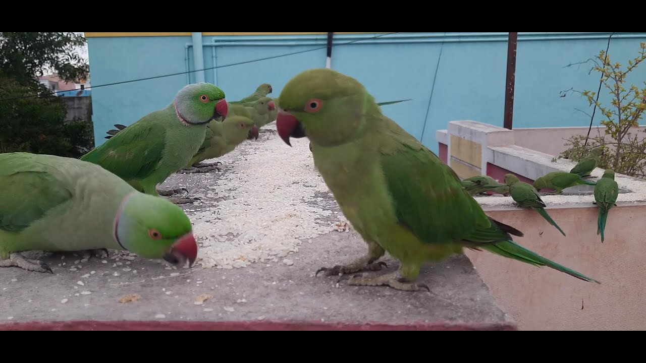 Green Parrots World Feeding Day 421