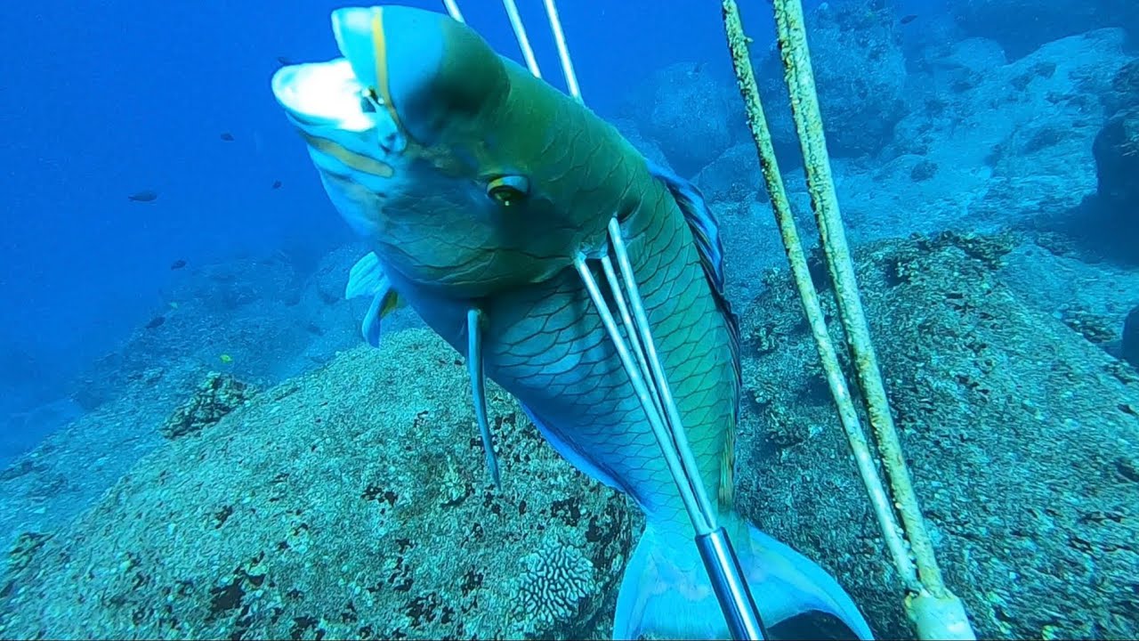 Rockin the stick, Spearfishing Hawaii