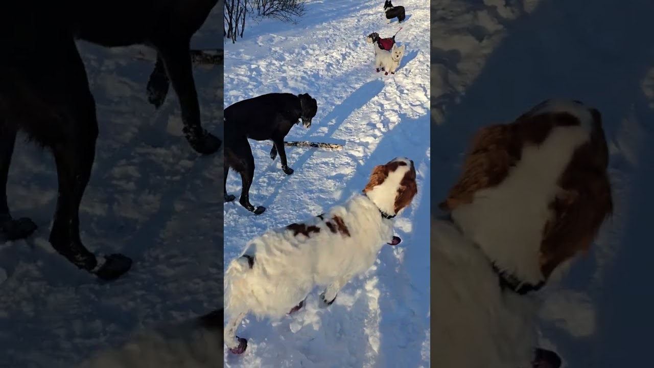 3. Friday Feb 20th walk with Felix, Pepe, Chewy, Nova and Rue 