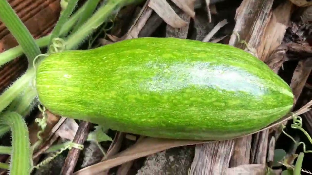 Mais uma colheita de feijão e  já tem milho  no ponto de colher...
