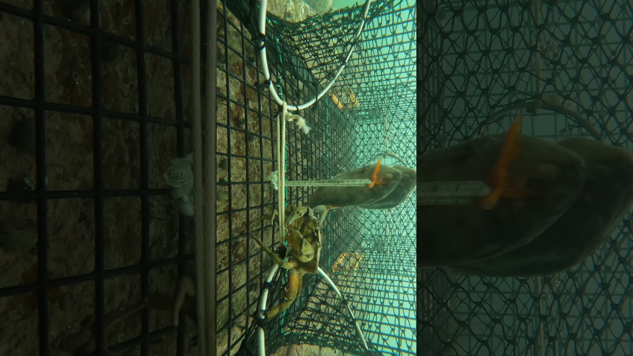 Go pro in Maine lobster trap!