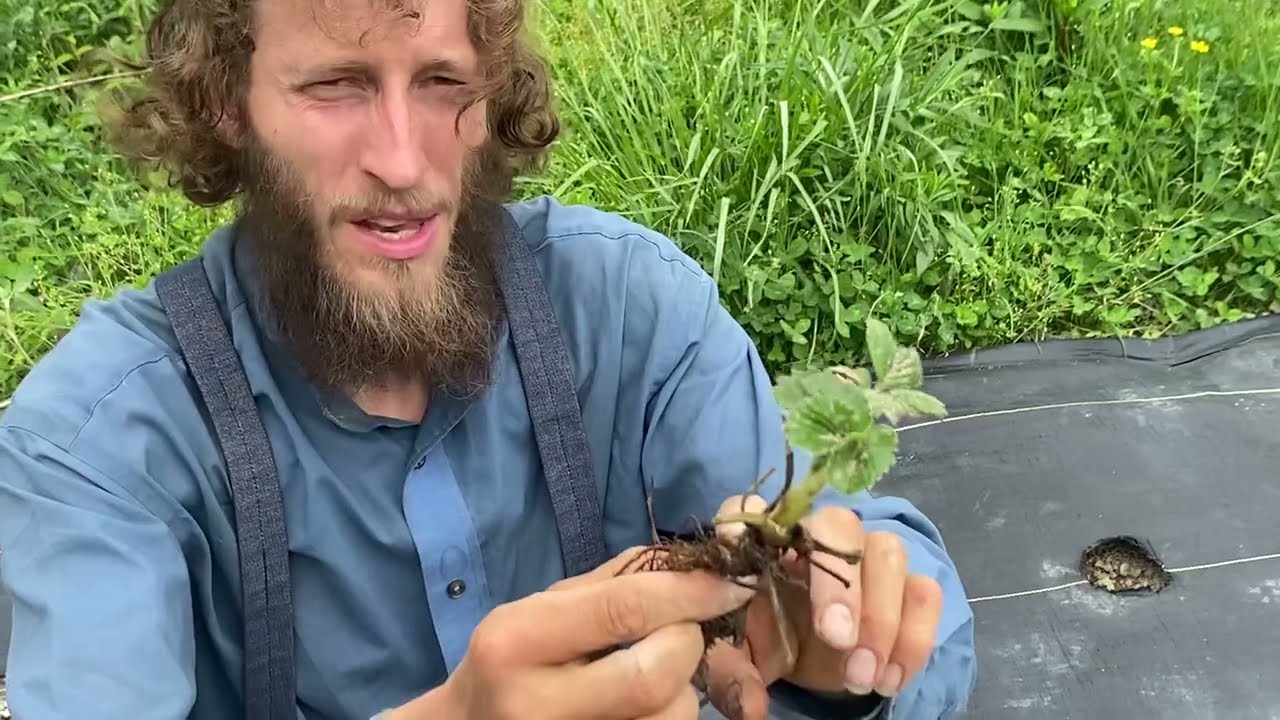Planting Albion Strawberries With Titus (Day Neutral) | Titus Morris | 04.16.25