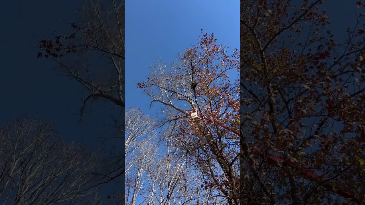 Absolute destruction on this compromised poplar tree 