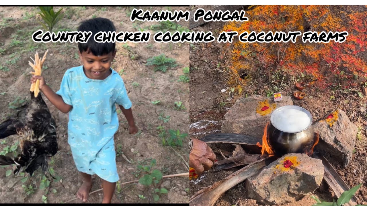 Kaanum Pongal celebration | Country chicken cooking| Village cooking 