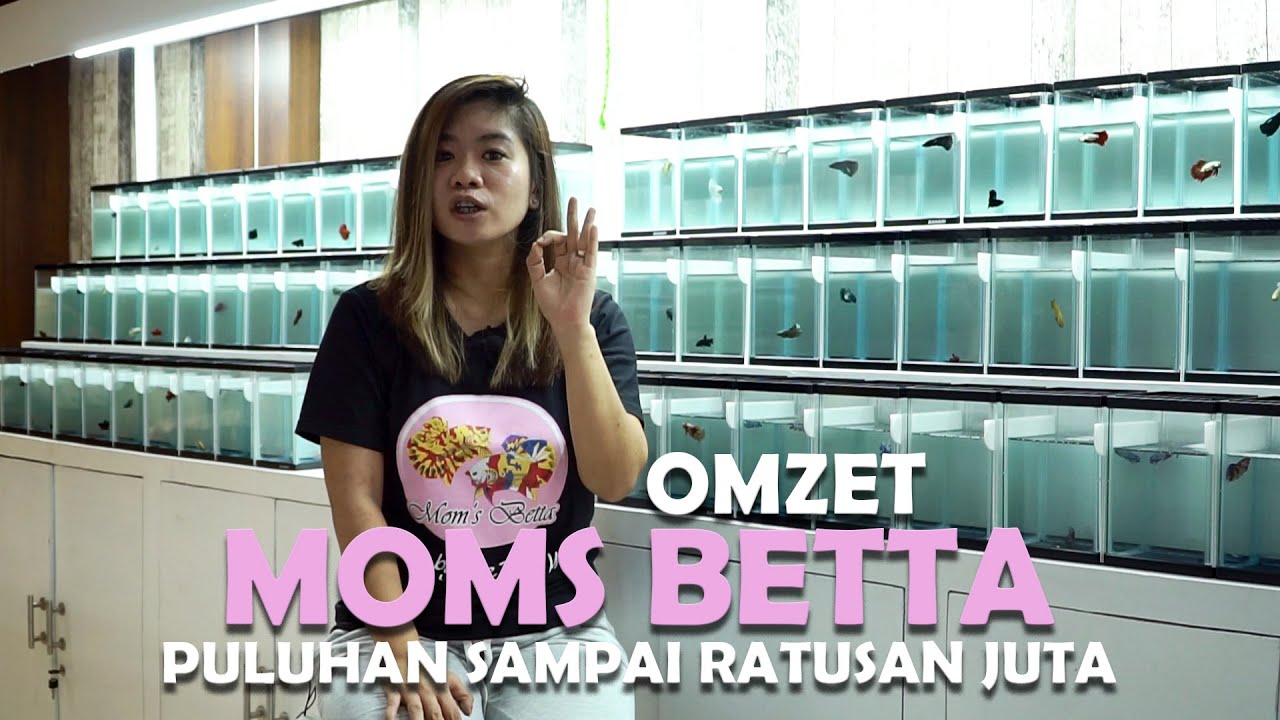 Emak - emak Sukses Ternak Cupang Omset Ratusan Juta