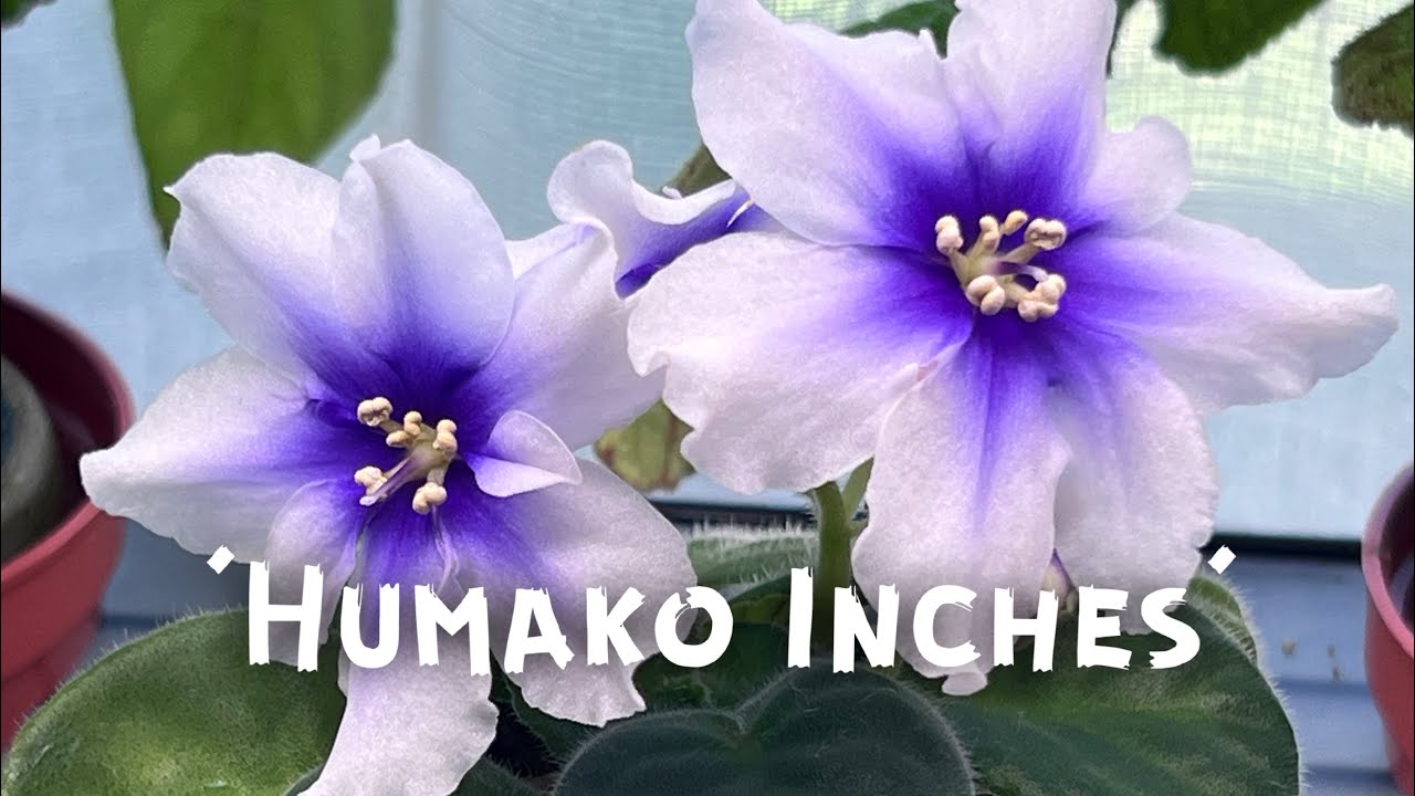 African Violet ‘Humako Inches’
