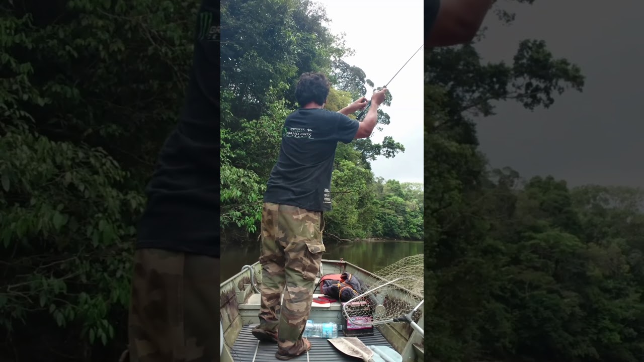 Technique de pêche pour carpe / piau de Guyane