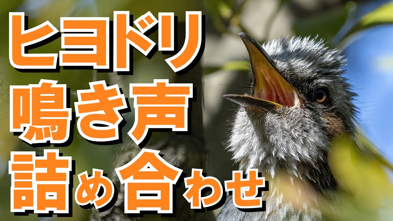 【絶叫】初心者向け ヒヨドリの鳴き声10種以上詰め合わせ【ヒヨ】