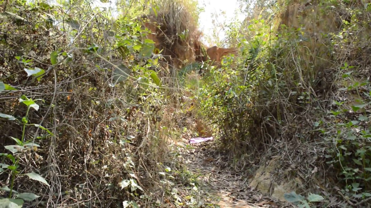 Khoai,Kopai River in Santiniketan, Bolpur