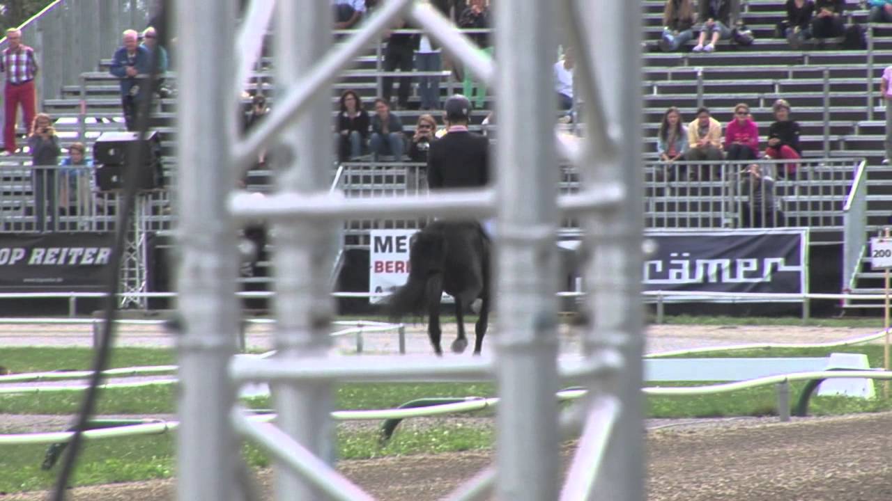 Nils-Christian Larsen og Moli frá Skriðu  wm Berlin 2013