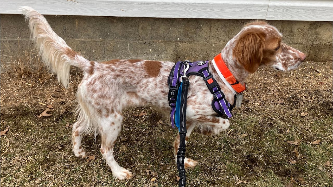 English Setter Shelter Rescue Progress #englishsetter #shelterdog  @The Hillbilly Hoarder