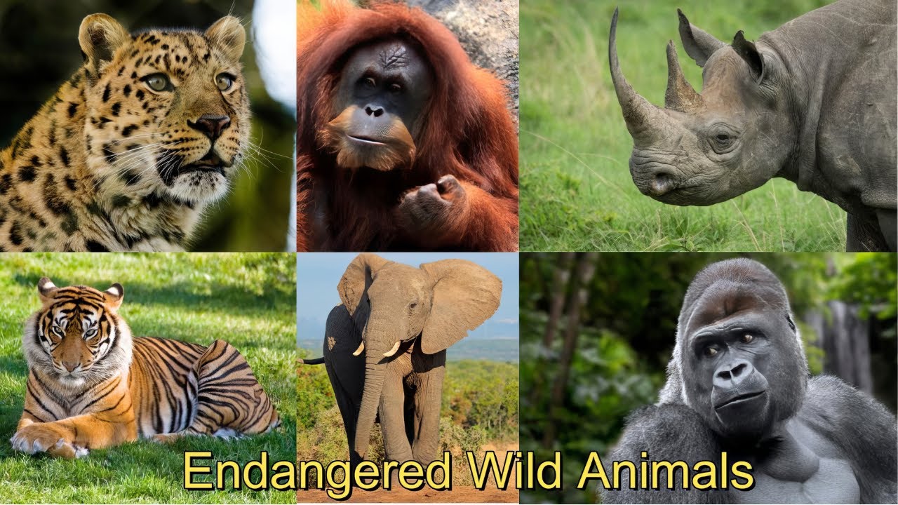 Wonderful Wild Animals on the Brink Of Extinction! | Wildlife Documentary