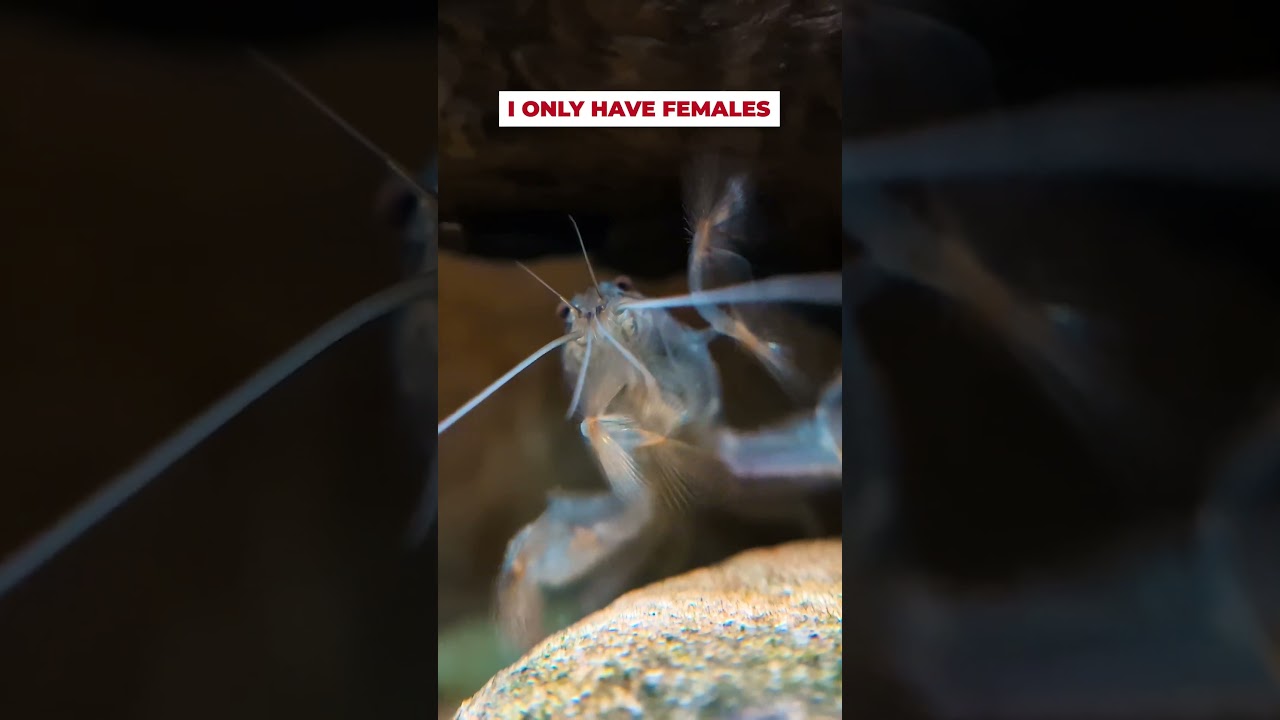 Vampire Shrimp Sexing & Breeding Made EASY!