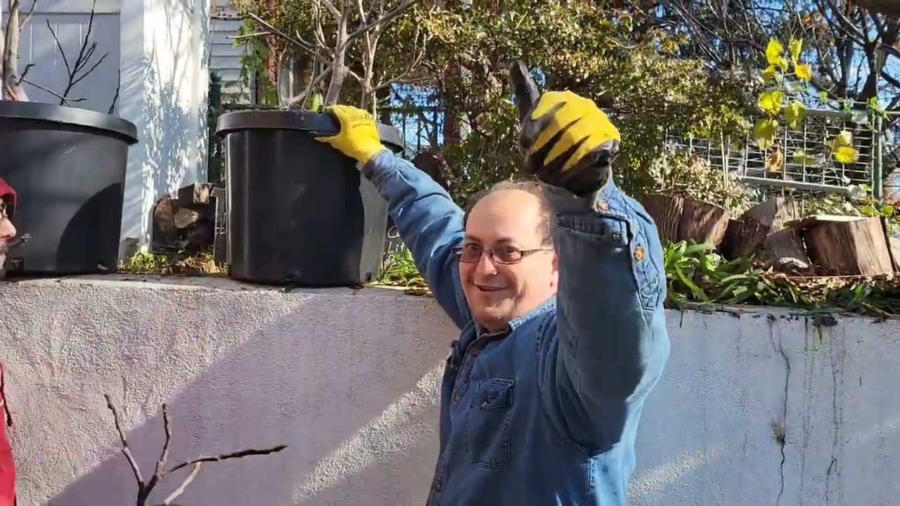 How to store your fig trees for the winter  Carlos Rivera style!