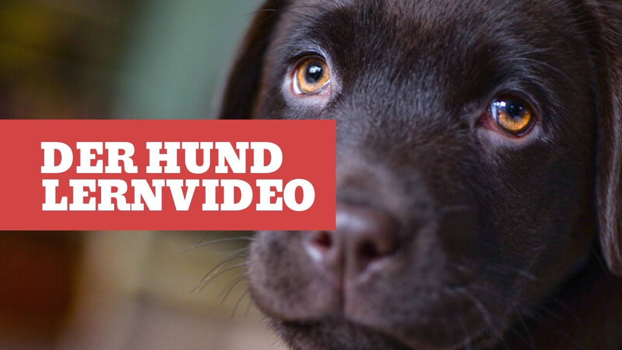 Der Hund - Lernvideo Kindervideo