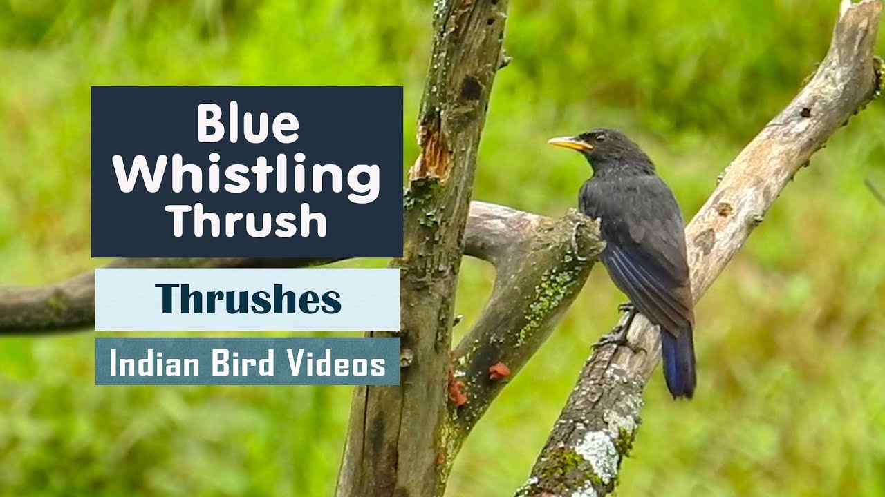 The Blue whistling thrush (Myophonus caeruleus)
