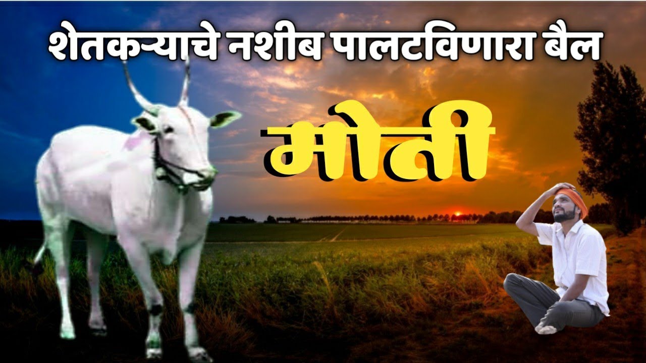 मोती | शेतकऱ्याचे नशीब पालटविणारा बैल | Moti | A bull that changes the fate of a farmer