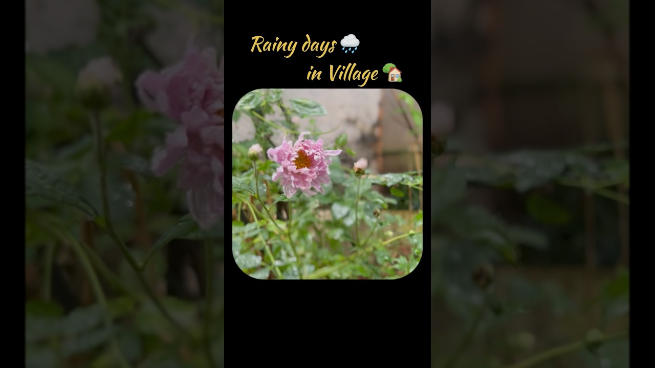 Rainy life in village Shot on Apple iPhone 13 #Flowers #village #trending