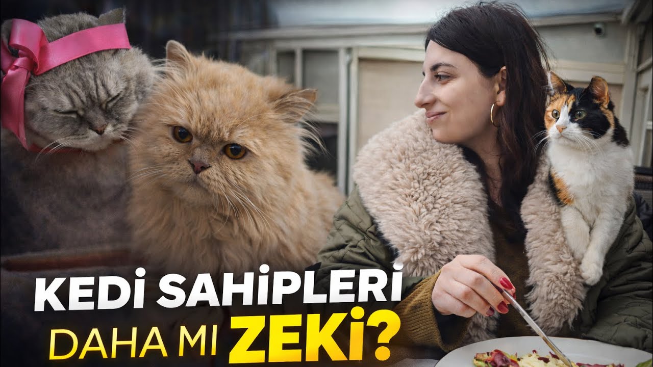 Kedi sahipleri daha zeki 🧠 #psikoloji #zeka #kedi #kediler #köpek #iq 