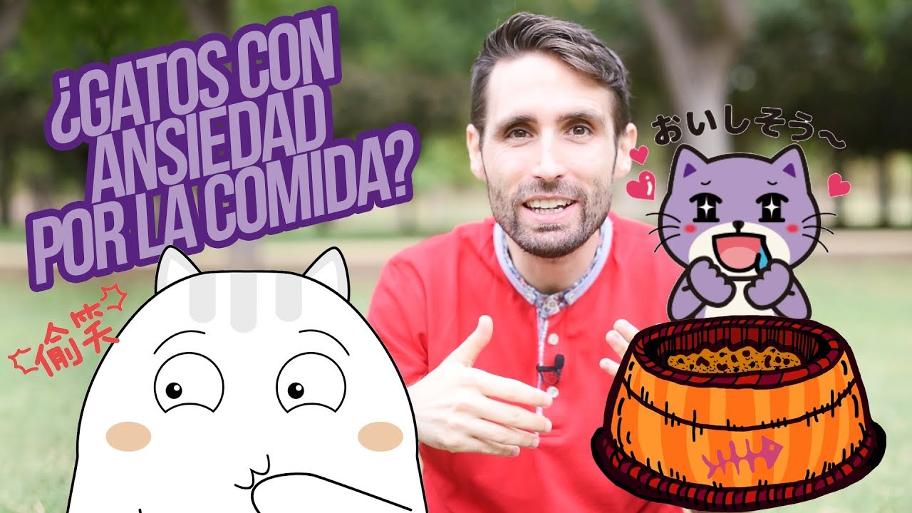 &iquest;C&oacute;mo evito que mi gato sea tan glot&oacute;n?
