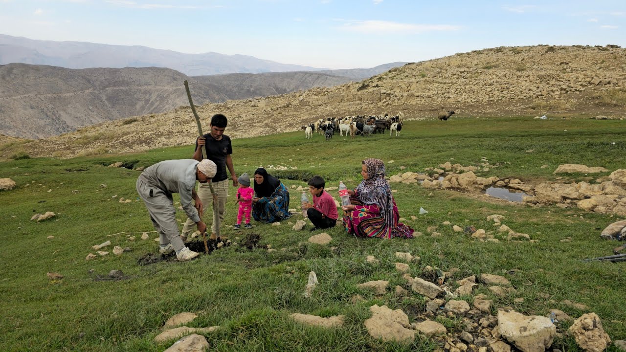 🌲🌴IRAN nomadic life | The Kuhgol family planted some trees in Sar Sabz spring and Tigdali grass🌲🌳🌴🌄
