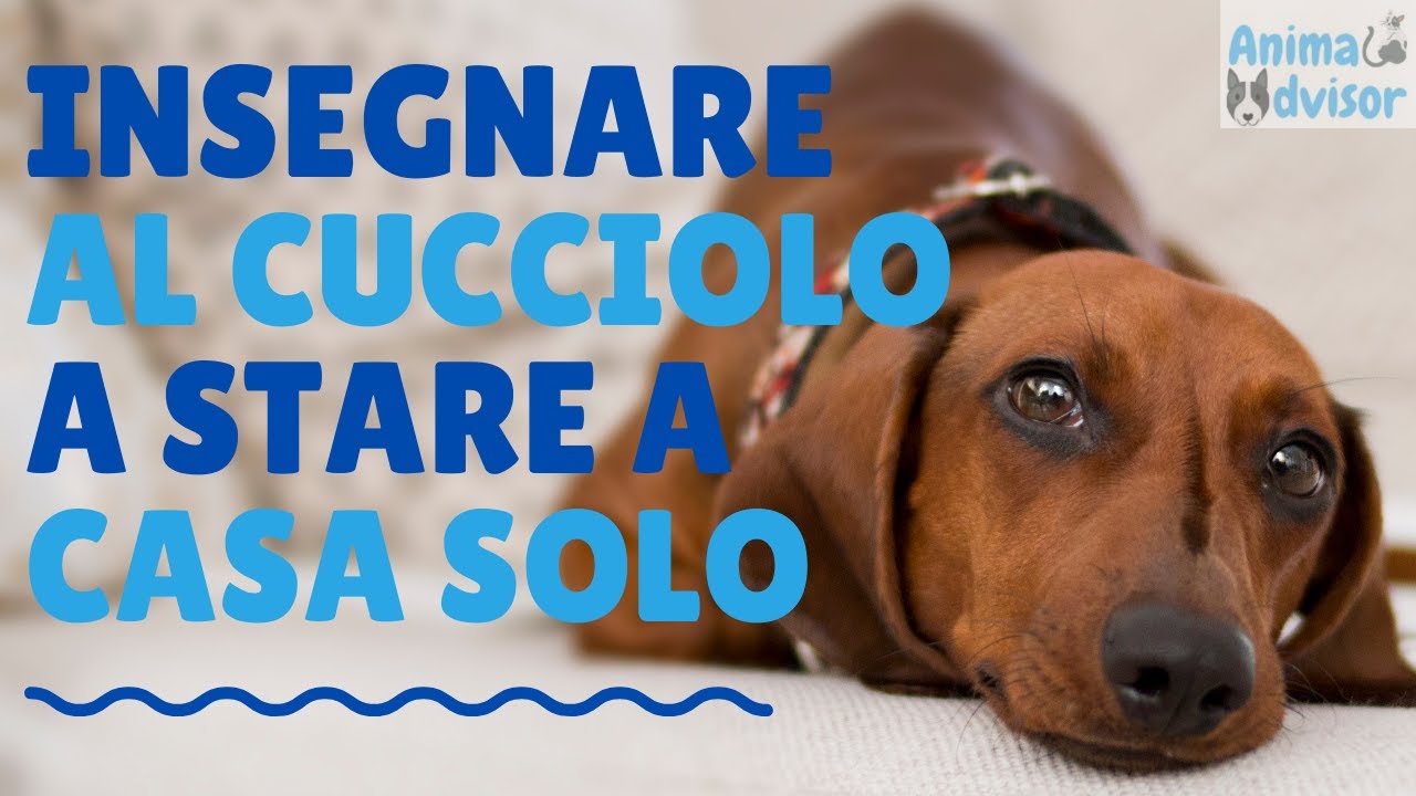 COME INSEGNARE AL CUCCIOLO A STARE DA SOLO A CASA