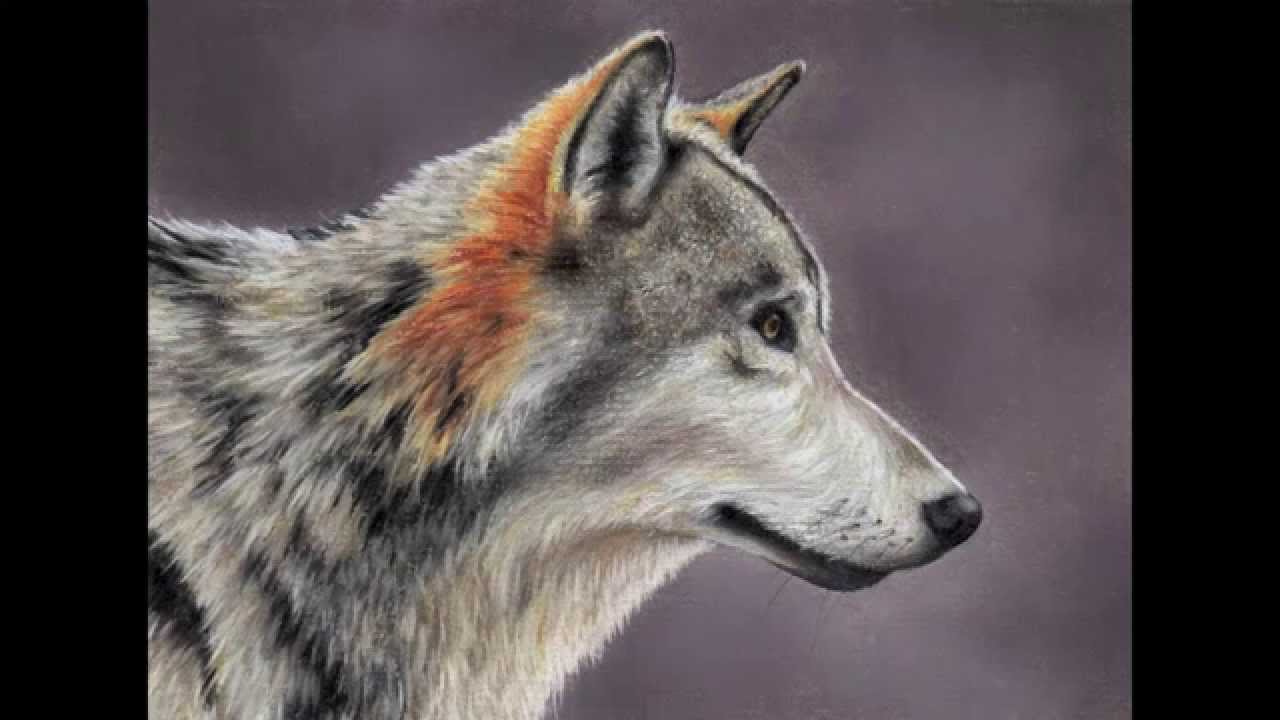How To Create Smooth Wolf Fur in Pastel using a Colour Shaper