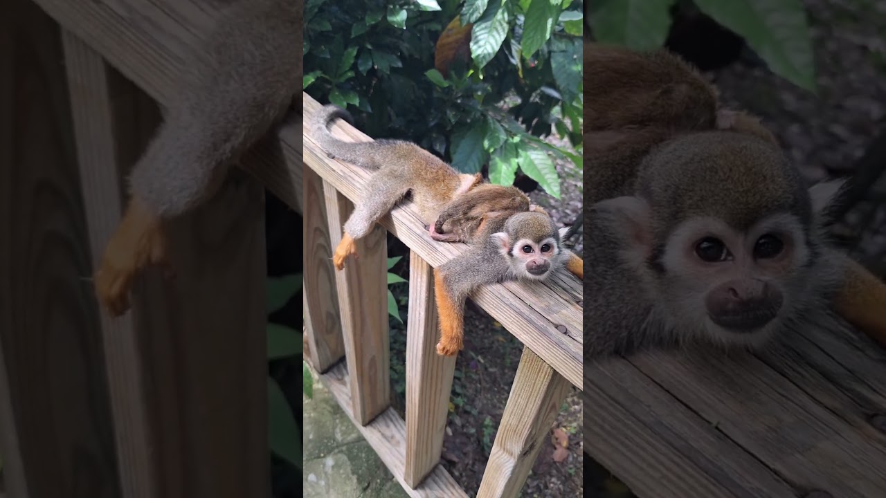 Beautiful squirrel monkeys at Monkeyland Punta Cana #shorts #short