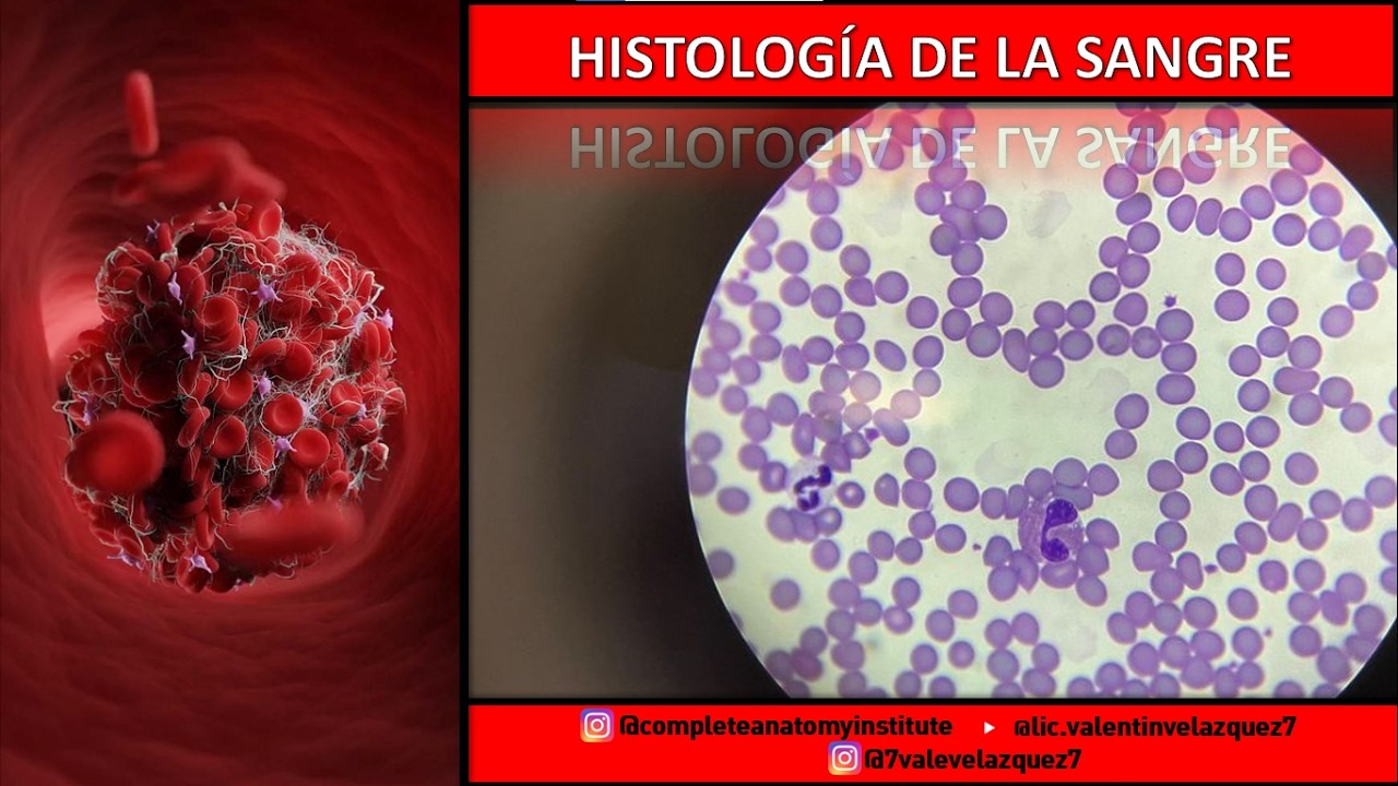 HISTOLOGÍA | TEJIDO SANGUÍNEO | Eritrocitos, leucocitos, plasma, suero, granulocitos, agranulocitos