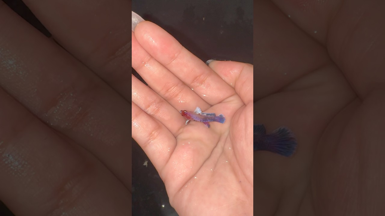 #bettafish