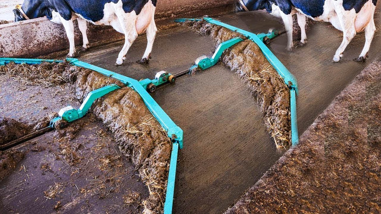 Limpieza Automática Estiercol De Vaca Lavado Alimento Tecnologia Inteligente 2019