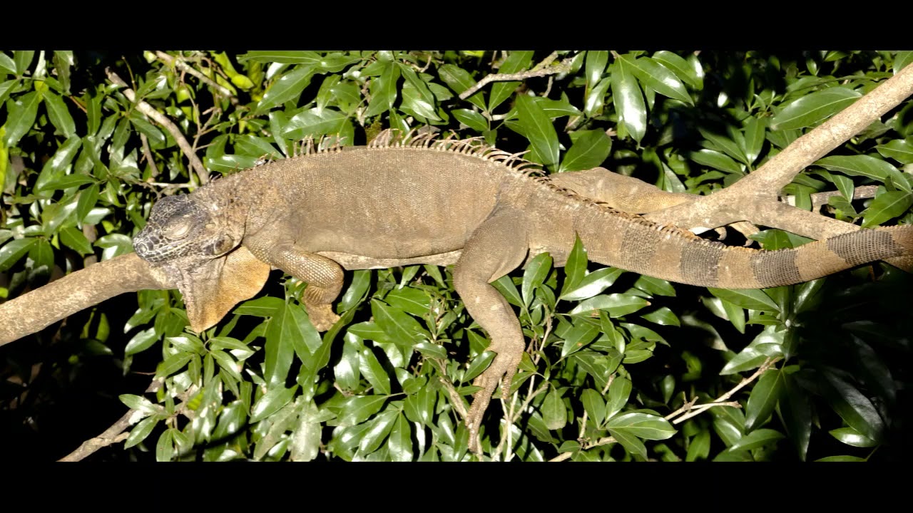 FAUNE DU COSTA RICA