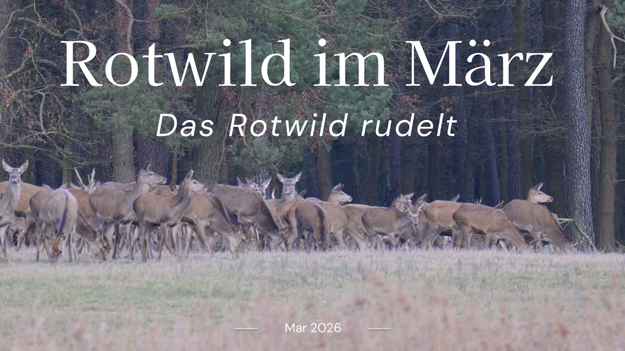 Rotwild im März -  das Rotwild rudelt