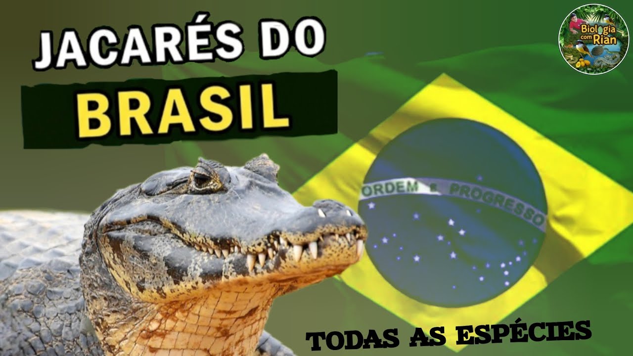 Todas as espécies de crocodilianos do Brasil: jacarés do Brasil 