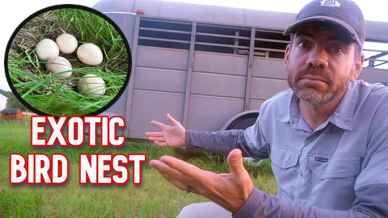 You're NOT Going To Believe What's Under The Horse Trailer!!