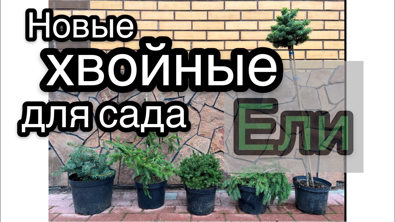 Обзор новых хвойных для сада. С названиями Ч.1 Ели