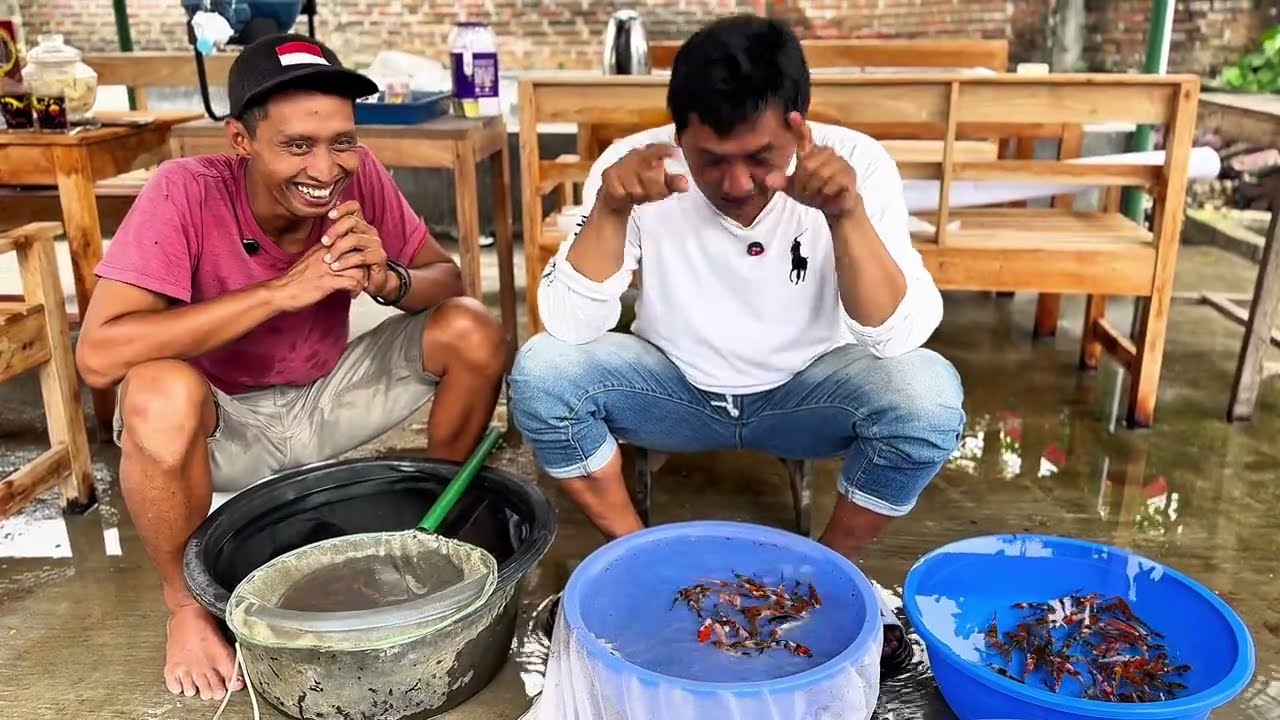Part 2 .Seleksi bibit koi di small koi Trenceng